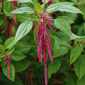 ELIXIR FLORAL LOVE-LIES-BLEEDING (dépasser les souffrances)