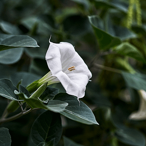 ELIXIR FLORAL ANGEL'S TRUMPET (peur de la mort)