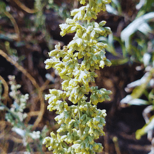 ELIXIR FLORAL MUGWORT (psyché équilibrée)