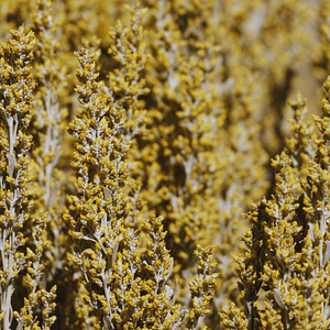 ELIXIR FLORAL SAGEBRUSH (évolution)