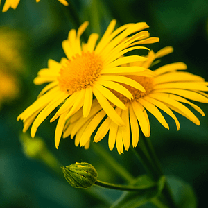 ELIXIR FLORAL ARNICA (traumatisme)