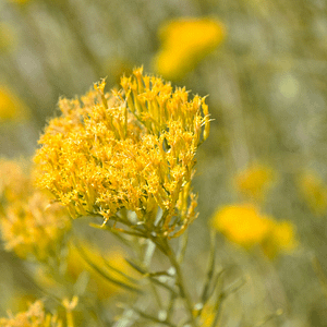 ELIXIR FLORAL RABBITBRUSH (vision globale)
