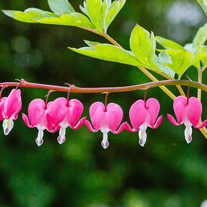 ELIXIR FLORAL BLEEDING HEART (amour inconditionnel)