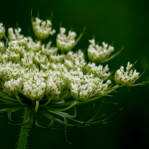 ELIXIR FLORAL QUEEN ANNE'S LACE (vision)