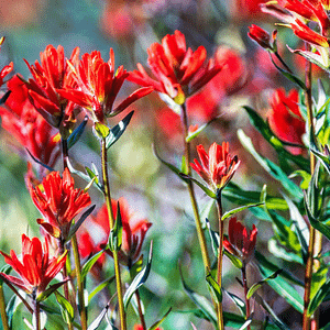 ELIXIR FLORAL INDIAN PAINTBRUSH (énergie créative)