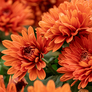 ELIXIR FLORAL CHRYSANTHEMUM (transcendance)