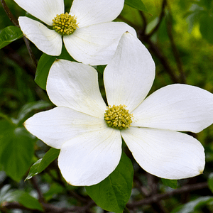 ELIXIR FLORAL DOGWOOD (douleurs du corps)