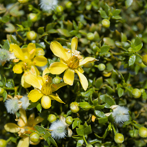 ELIXIR FLORAL CHAPARRAL (désintoxication)