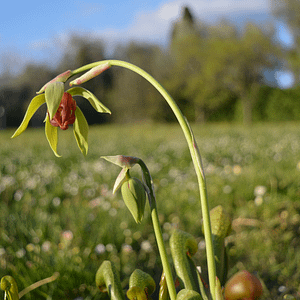 ELIXIR FLORAL CALIFORNIA PITCHER PLANT (intégrer son instinct)