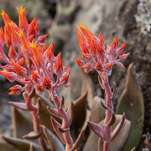 ELIXIR FLORAL CANYON DUDLEYA (fuite de la réalité)
