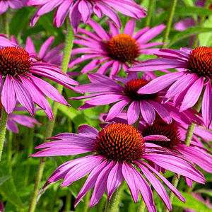 ELIXIR FLORAL ECHINACEA (effondrement intérieur)