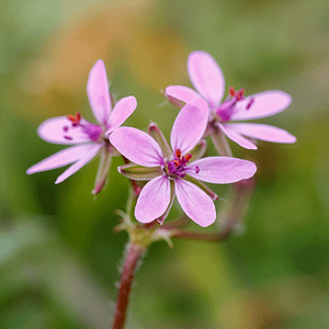 ELIXIR FLORAL FILAREE (prendre du recul)