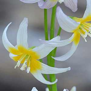 ELIXIR FLORAL FAWN LILY (retrait du monde)