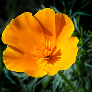 ELIXIR FLORAL CALIFORNIA POPPY (illusion spirituelle)