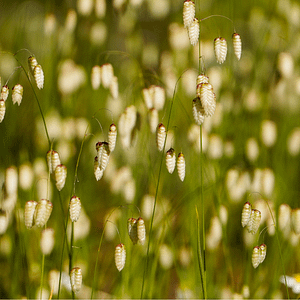 ELIXIR FLORAL QUAKING GRASS