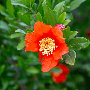 ELIXIR FLORAL POMEGRANATE (créativité féminine)