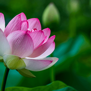 ELIXIR FLORAL LOTUS (égo spirituel)