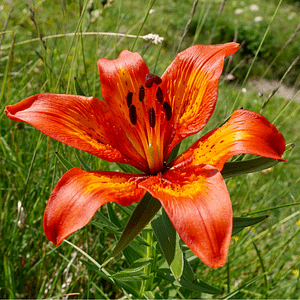 ELIXIR FLORAL ALPINE LILY (féminité)