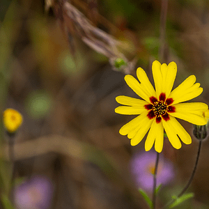 ELIXIR FLORAL MADIA (concentration)
