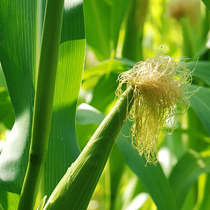 ELIXIR FLORAL CORN (stress de la ville ou des foules)