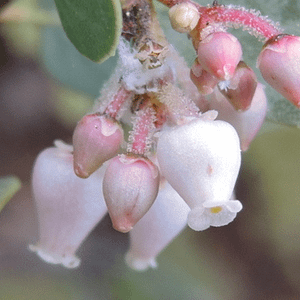 ELIXIR FLORAL MANZANITA (aversion du corps)