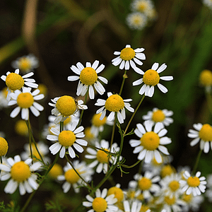 ELIXIR FLORAL CHAMOMILE (zénitude)