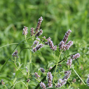 ELIXIR FLORAL PEPPERMINT (clarté mentale)