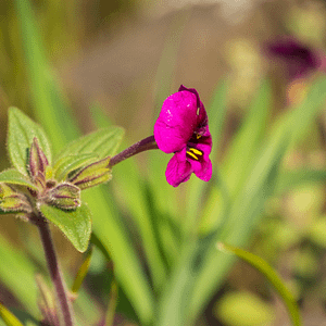 ELIXIR FLORAL PURPLE MONKEYFLOWER (guidance intérieure)