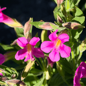 ELIXIR FLORAL PINK MONKEYFLOWER (courage relationnel)