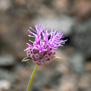 ELIXIR FLORAL MOUNTAIN PENNYROYAL (dégagement)