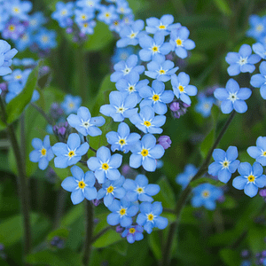 ELIXIR FLORAL FORGET-ME-NOT (relation d'âme)
