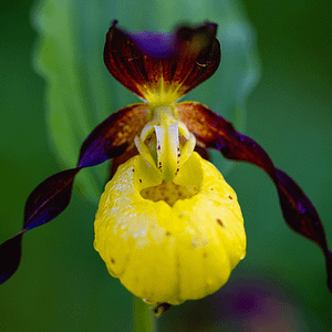 ELIXIR FLORAL LADY'S SLIPPER (épuisement)
