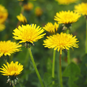 ELIXIR FLORAL DANDELION (relaxation)