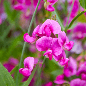 ELIXIR FLORAL SWEET PEA (errance)