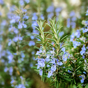 ELIXIR FLORAL ROSEMARY (présence physique)
