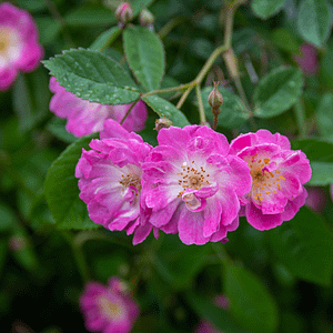 ELIXIR FLORAL CALIFORNIA WILD ROSE (enthousiasme)