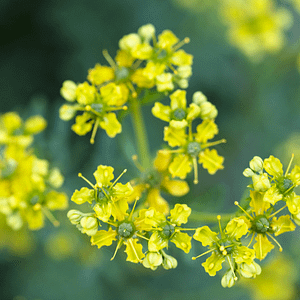 ELIXIR FLORAL RUE (dons maîtrisés)