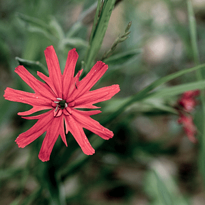 ELIXIR FLORAL INDIAN PINK (concentration)