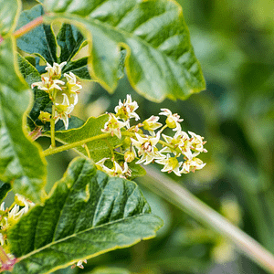 ELIXIR FLORAL POISON OAK (proximité relationnelle)
