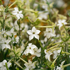 ELIXIR FLORAL NICOTIANA (connexion à la Terre)