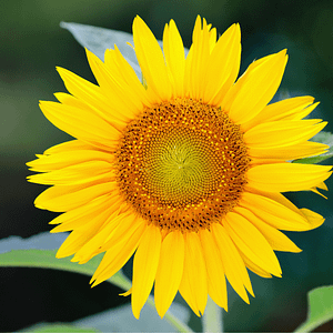 ELIXIR FLORAL SUNFLOWER (être solaire)