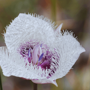 ELIXIR FLORAL STAR TULIP (réceptivité)