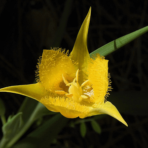 ELIXIR FLORAL YELLOW STAR TULIP (empathie)