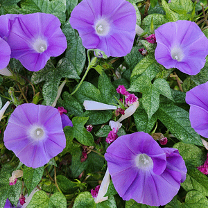 ELIXIR FLORAL MORNING GLORY (force vitale)
