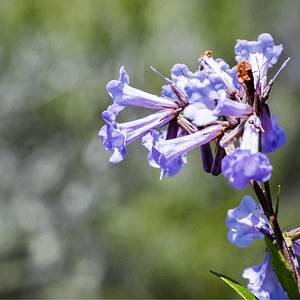 ELIXIR FLORAL YERBA SANTA (tristesse)