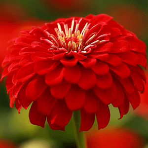 ELIXIR FLORAL ZINNIA (spontanéité)