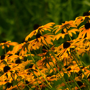 ELIXIR FLORAL BLACK-EYED SUSAN (accueillir son ombre)