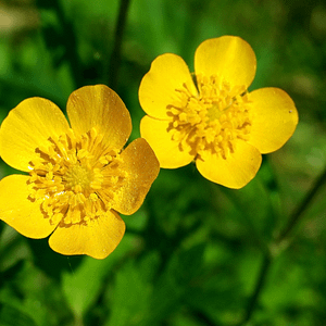 ELIXIR FLORAL BUTTERCUP (dévalorisation de soi)