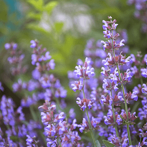 ELIXIR FLORAL SAGE (sagesse)