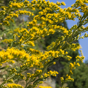 ELIXIR FLORAL GOLDENROD (influençabilité)